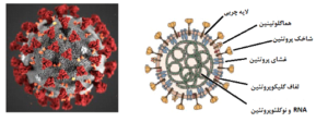 ساختار سلولی ویروس کرونا